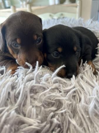 4 beautiful jackschund Dacshund cross Jack Russell puppies for sale in Walsall, West Midlands - Image 3