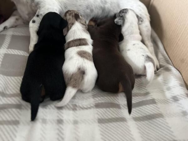 4 beautiful jackschund Dacshund cross Jack Russell puppies for sale in Walsall, West Midlands - Image 4