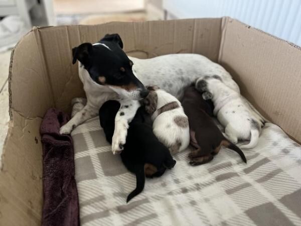 4 beautiful jackschund Dacshund cross Jack Russell puppies for sale in Walsall, West Midlands - Image 5