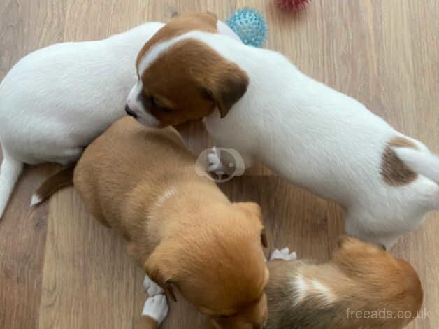 4 full bred Jack Russell pups for sale in Slough, Powys