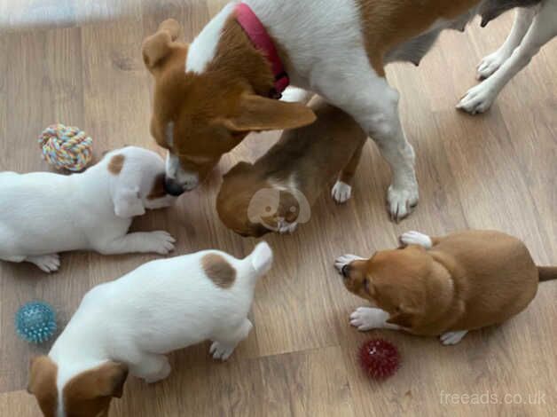 Jack Russells for sale in Slough, Powys