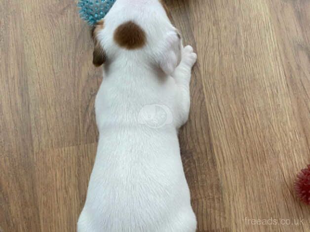 Jack Russell Puppies for sale