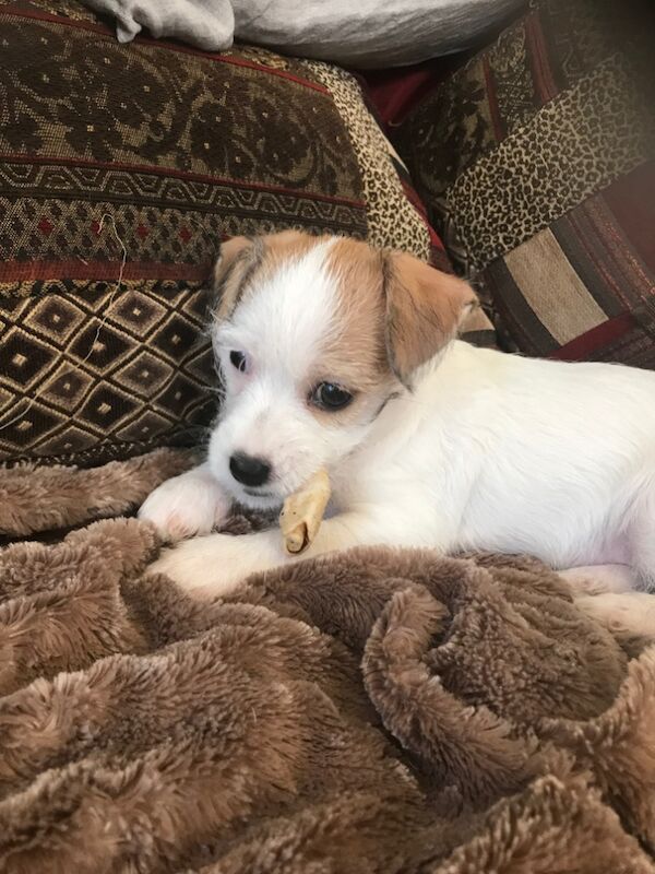 4 jack Russel pups for sale in Teddington, Greater London