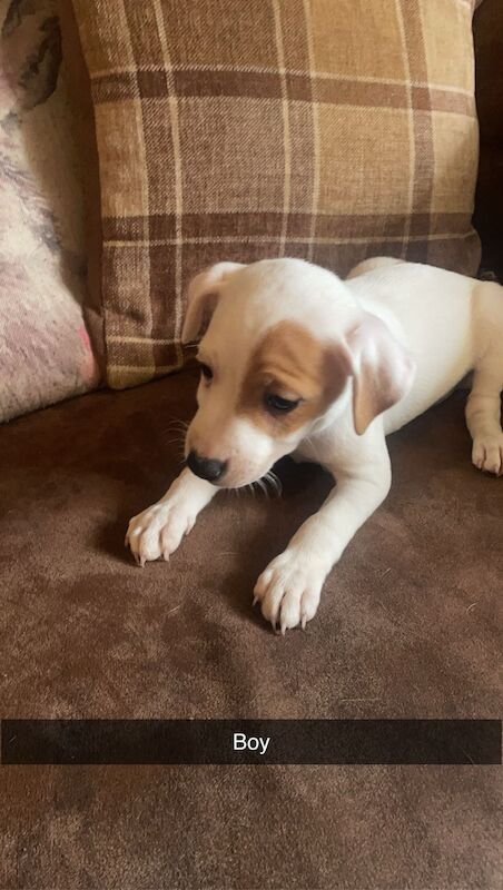 4 jack russell puppies for sale in Nottinghamshire 