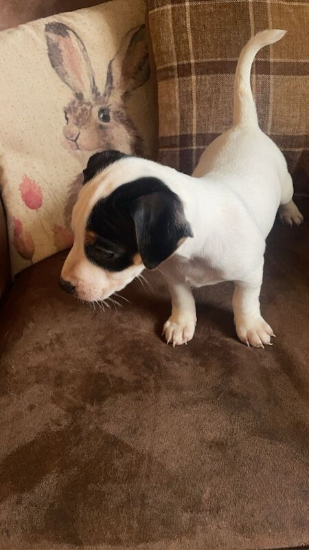 4 jack russell puppies for sale in Nottinghamshire - Image 2