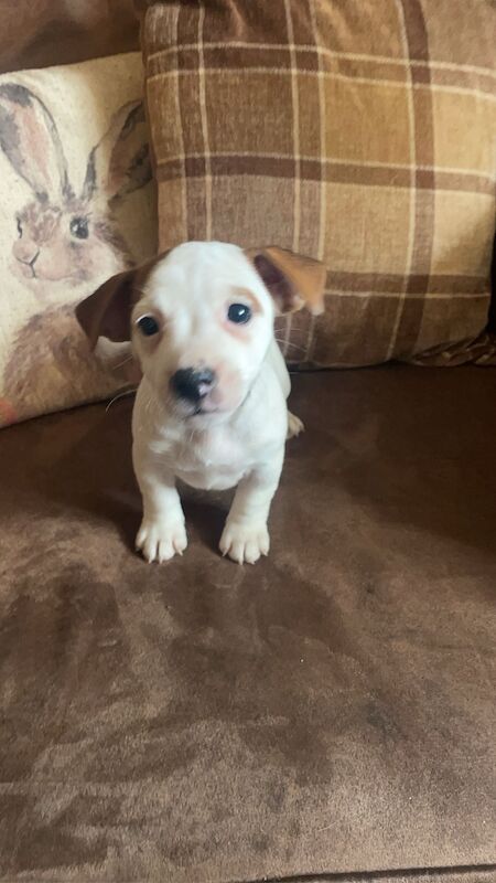 4 jack russell puppies for sale in Nottinghamshire - Image 3