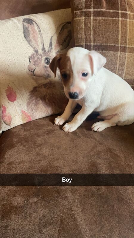 4 jack russell puppies for sale in Nottinghamshire - Image 4