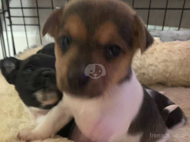 Jack Russell Puppies for sale in West Midlands