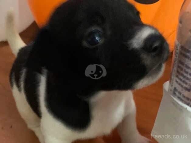 Jack Russell Puppies for sale