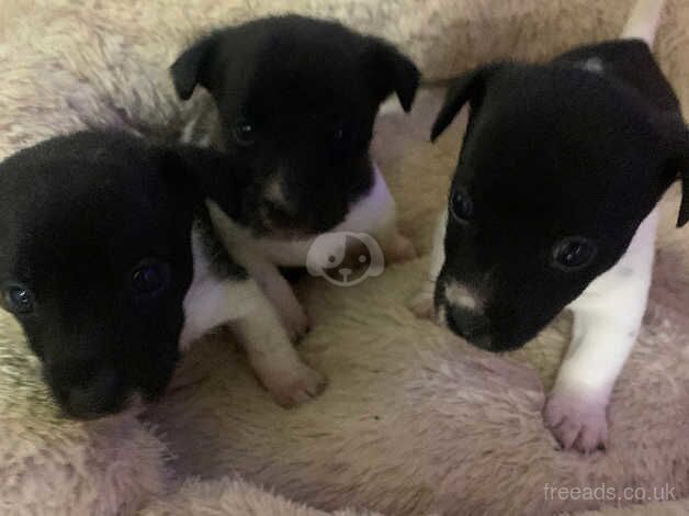 Jack Russell Puppies for sale in West Midlands