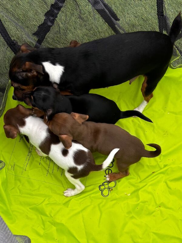 4 Jack russle pups for sale in Reading, Berkshire