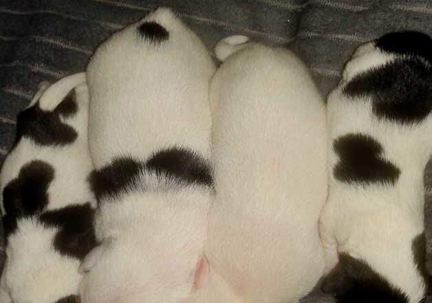 4 male miniature jack russells for sale in Doncaster, South Yorkshire