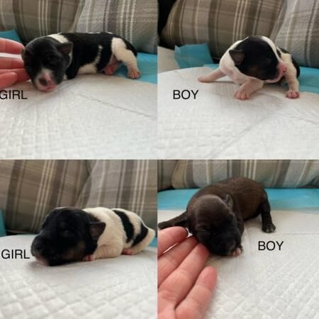 4 PatterJack puppies for sale. for sale in Cheltenham, Gloucestershire - Image 1