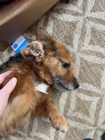 4 PatterJack puppies for sale. for sale in Cheltenham, Gloucestershire - Image 3