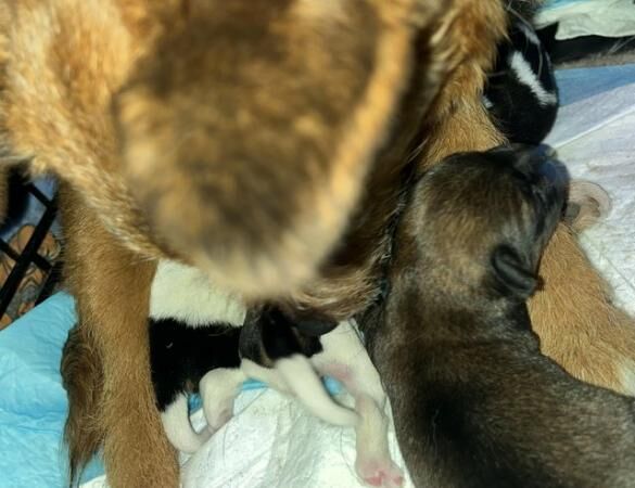 4 PatterJack puppies for sale. for sale in Cheltenham, Gloucestershire - Image 4