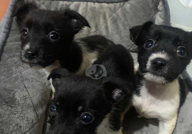 Jack Russell Puppies for sale in West Midlands