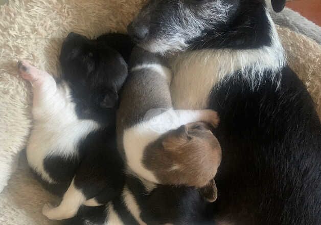 Jack Russell Puppies for sale