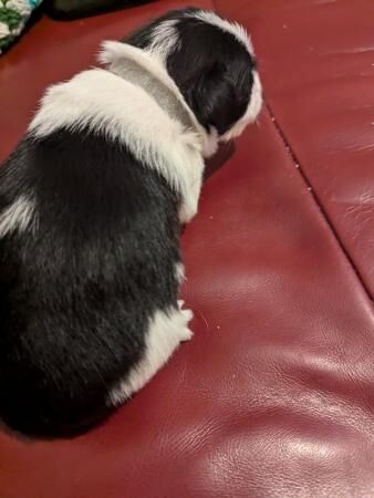 4 week old jack Russell boy looking for he forever home for sale in Merthyr Tydfil, Merthyr Tydfil