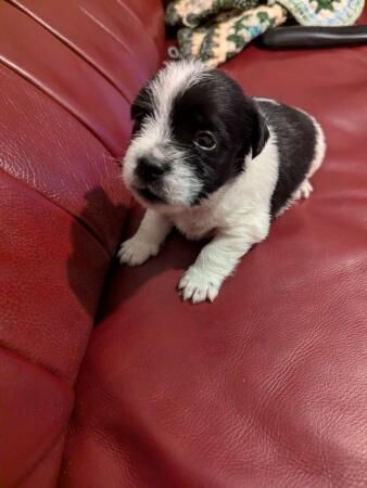 4 week old jack Russell boy looking for he forever home for sale in Merthyr Tydfil, Merthyr Tydfil - Image 2