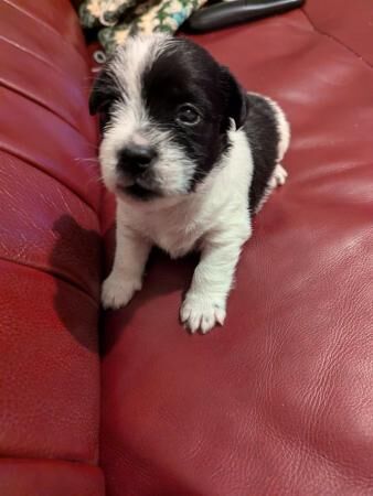 4 week old jack Russell boy looking for he forever home for sale in Merthyr Tydfil, Merthyr Tydfil - Image 4