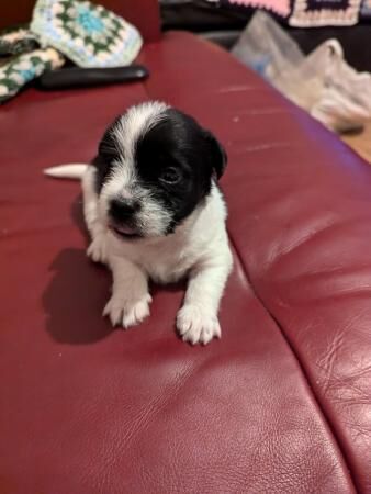 4 week old jack Russell boy looking for he forever home for sale in Merthyr Tydfil, Merthyr Tydfil - Image 5