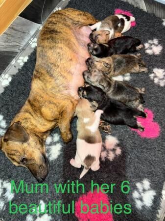 4 x Jack Russell puppies for sale in Spalding, Lincolnshire