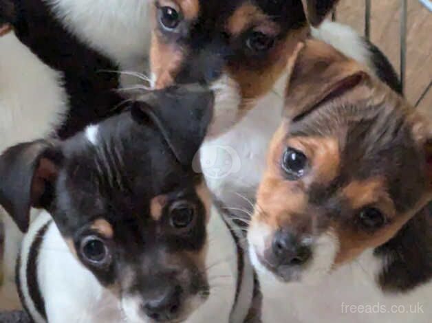 5 available traditional jack russells pups for sale in Ebbw Vale, Blaenau Gwent