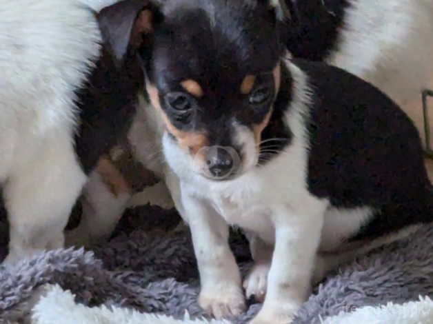 5 available traditional jack russells pups for sale in Ebbw Vale, Blaenau Gwent - Image 2