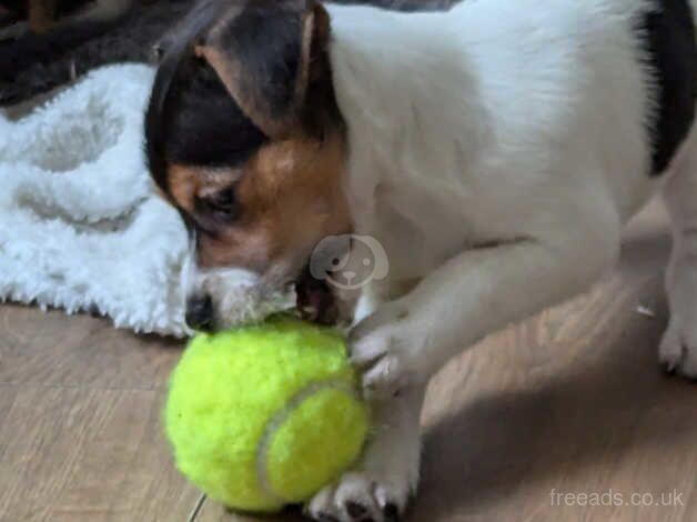 5 available traditional jack russells pups for sale in Ebbw Vale, Blaenau Gwent - Image 3