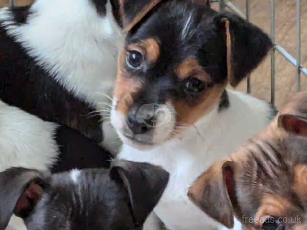 5 available traditional jack russells pups for sale in Ebbw Vale, Blaenau Gwent - Image 5