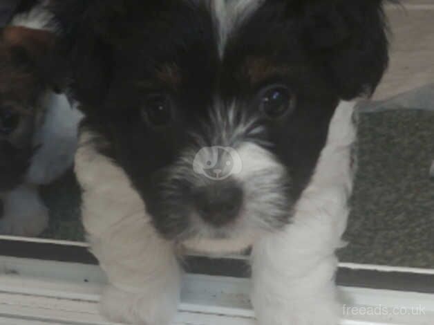 5 jackapoo puppies for sale in Newcastle upon Tyne, Tyne and Wear - Image 3