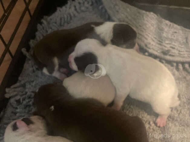 5 male short legged Jack Russell pups for sale in Bolton, Greater Manchester