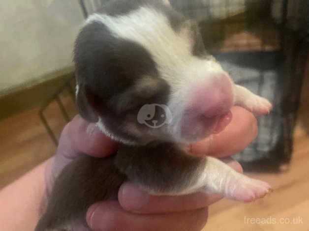 5 male short legged Jack Russell pups for sale in Bolton, Greater Manchester - Image 2