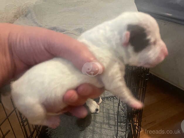 5 male short legged Jack Russell pups for sale in Bolton, Greater Manchester - Image 3