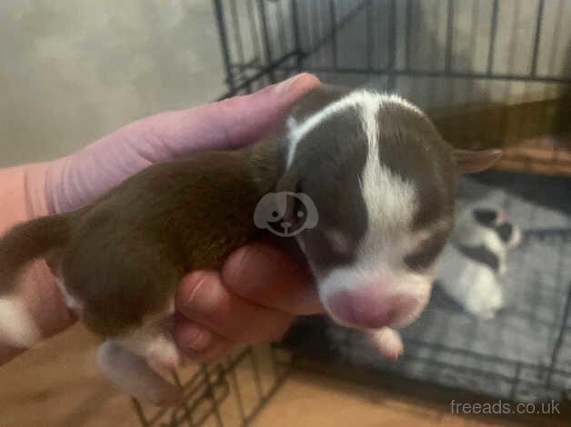 5 male short legged Jack Russell pups for sale in Bolton, Greater Manchester - Image 4