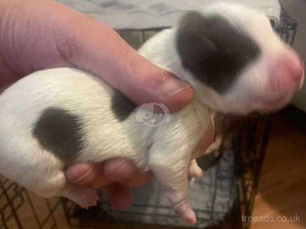 5 male short legged Jack Russell pups for sale in Bolton, Greater Manchester - Image 5