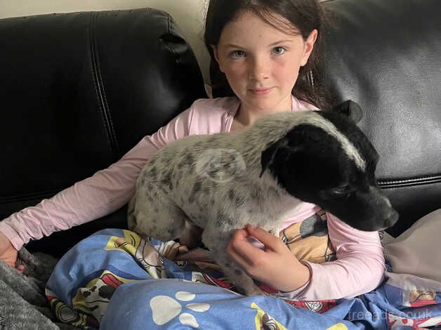 5 year old jack russell dog for sale in Swansea - Image 2