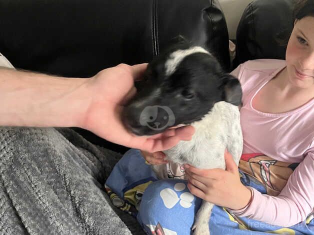 5 year old jack russell dog for sale in Swansea - Image 3