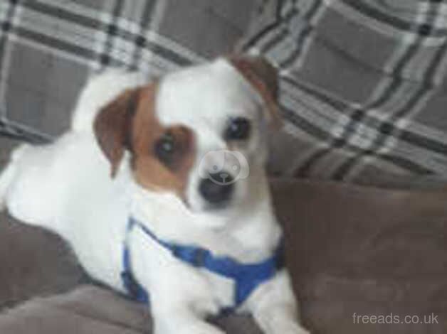 5 year old neutured Jack cross called Cookie for sale in Newtownabbey, Newtownabbey