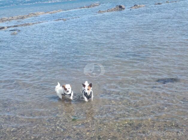 Jack Russell Puppies for sale in Newtownabbey