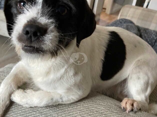 5year old Jack Russel x shih tzu for sale in Leicester, Leicestershire