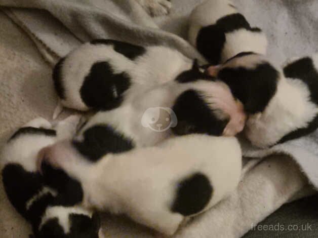 6 jack Russel puppies for sale in Sittingbourne, Kent