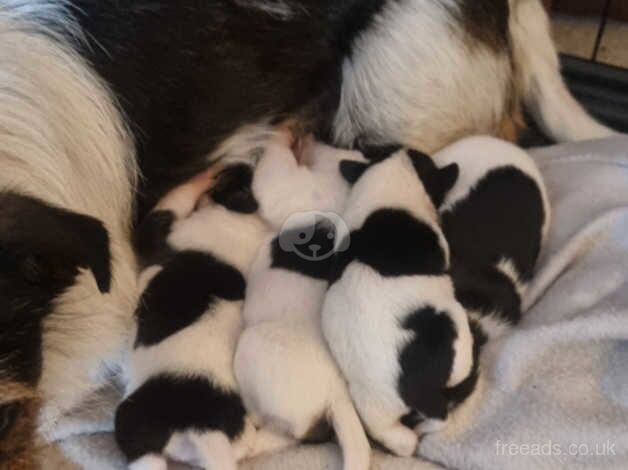 Jack Russell Puppies for sale in Kent