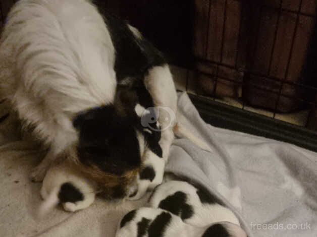 Jack Russell Puppies for sale