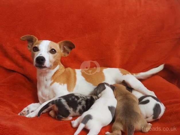 6 stunning pure Jack russell for sale in Swansea