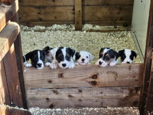 6 week old puppies 2 girls snd 5 boys for sale in Worcester, Worcestershire - Image 1