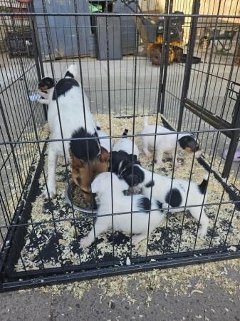 6 week old puppies 2 girls snd 5 boys for sale in Worcester, Worcestershire - Image 2