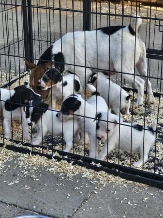 6 week old puppies 2 girls snd 5 boys for sale in Worcester, Worcestershire - Image 3