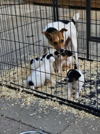 6 week old puppies 2 girls snd 5 boys for sale in Worcester, Worcestershire - Image 4