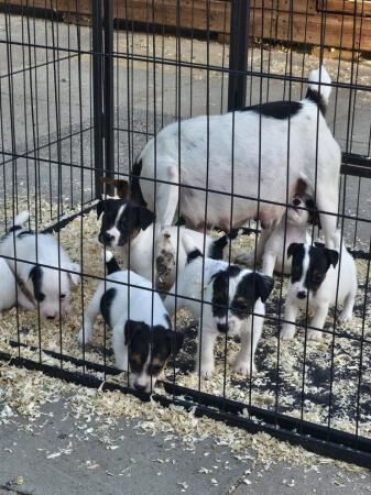 6 week old puppies 2 girls snd 5 boys for sale in Worcester, Worcestershire - Image 5